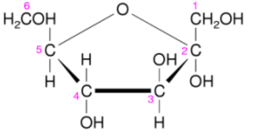 Fünfringige Zuckerstruktur mit nummerierten Kohlenstoffen, OH-Gruppen und CH2OH-Seitenketten.